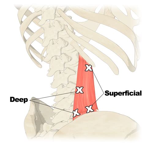 Quadratus Lumborum (QL) - Anatomy of the Muscle for Yoga