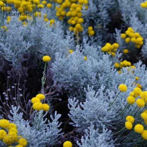 Blue Tansy: a flower native to Morocco and apart of the Chamomile ...