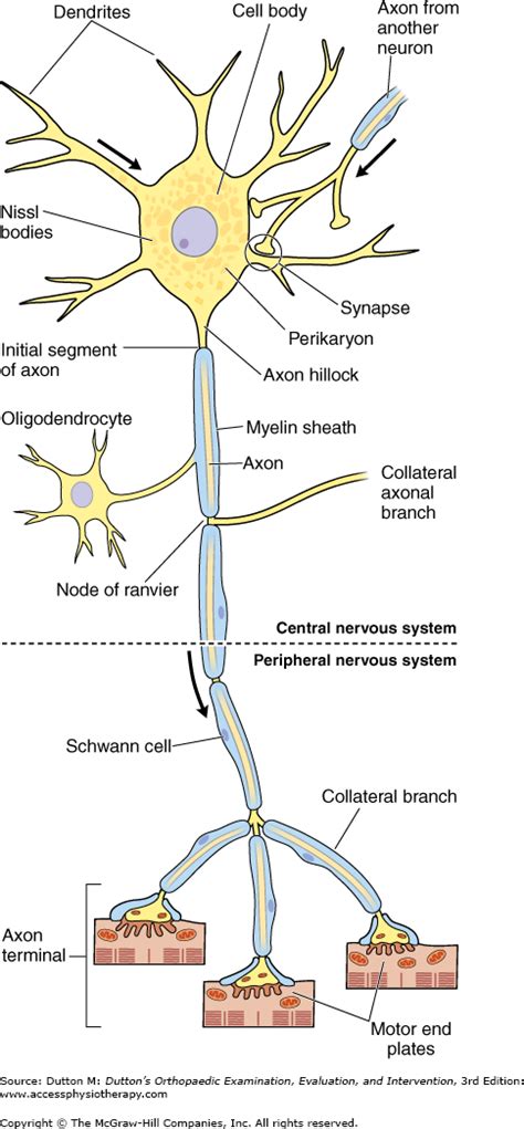 Chapter 3. The Nervous System | Dutton's Orthopaedic Examination ...