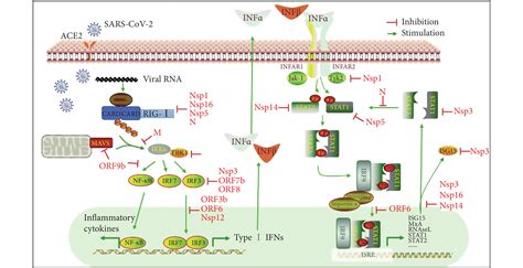 SARS-CoV-2与宿主固有免疫系统的相互作用