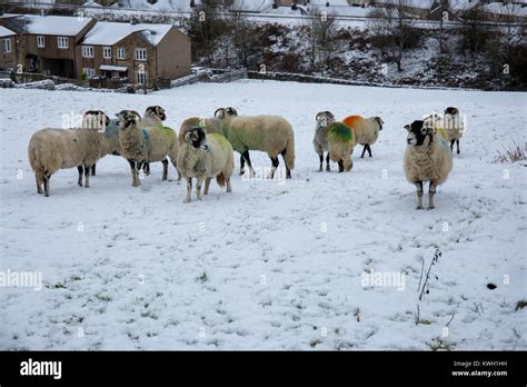 Winter snow scenes near the North Yorkshire village of Settle showing ...