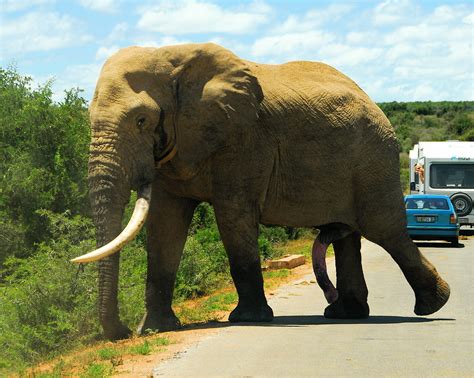 Five-legged elephant | This guy walked closer and closer ove… | Flickr