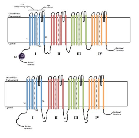 Voltage-gated ion channel - Wikipedia