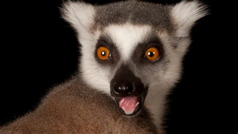 Ring-Tailed Lemur | National Geographic