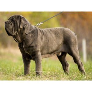 Neapolitan Mastiff vs Cane Corso – Everything You Need To Know! (2024)