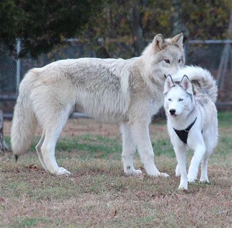 How Much Bigger Is A Wolf Than A Dog