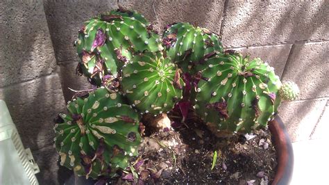 How to Grow Cactus in Containers -- Caring for your Potted Cactus