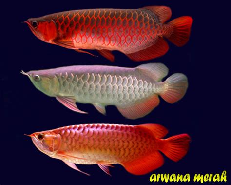 Semua tentang Ikan Hias Air Tawar: Arwana Super red – si merah dari Indonesia