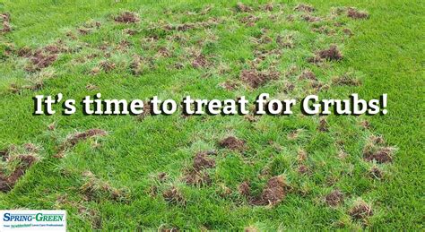 What is the Best Time to Treat for Grubs? - My Heart Lives Here