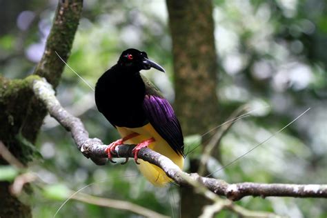 Papua New Guinea Birding Tour - The Naturalist Journeys Blog