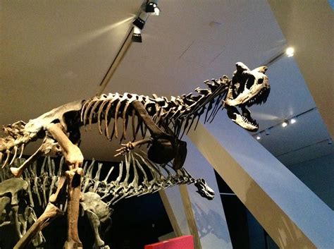 Carnotaurus | Prehistoric animals, Dinosaur fossils, Ancient animals