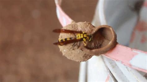 Mud Dauber Wasp Making Nest HD - YouTube