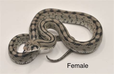 Pair Of Ladder Snakes More Colubrid by The Breeding Laboratory