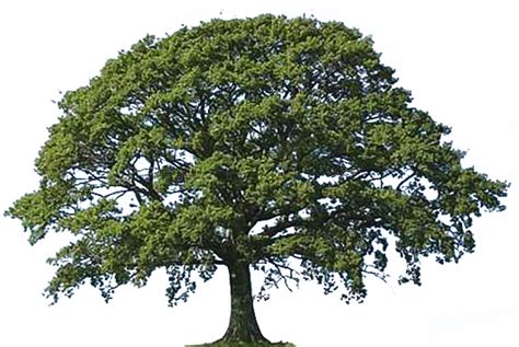 Download HD The And Herbs Trees - Oak Tree Png Transparent PNG Image - NicePNG.com