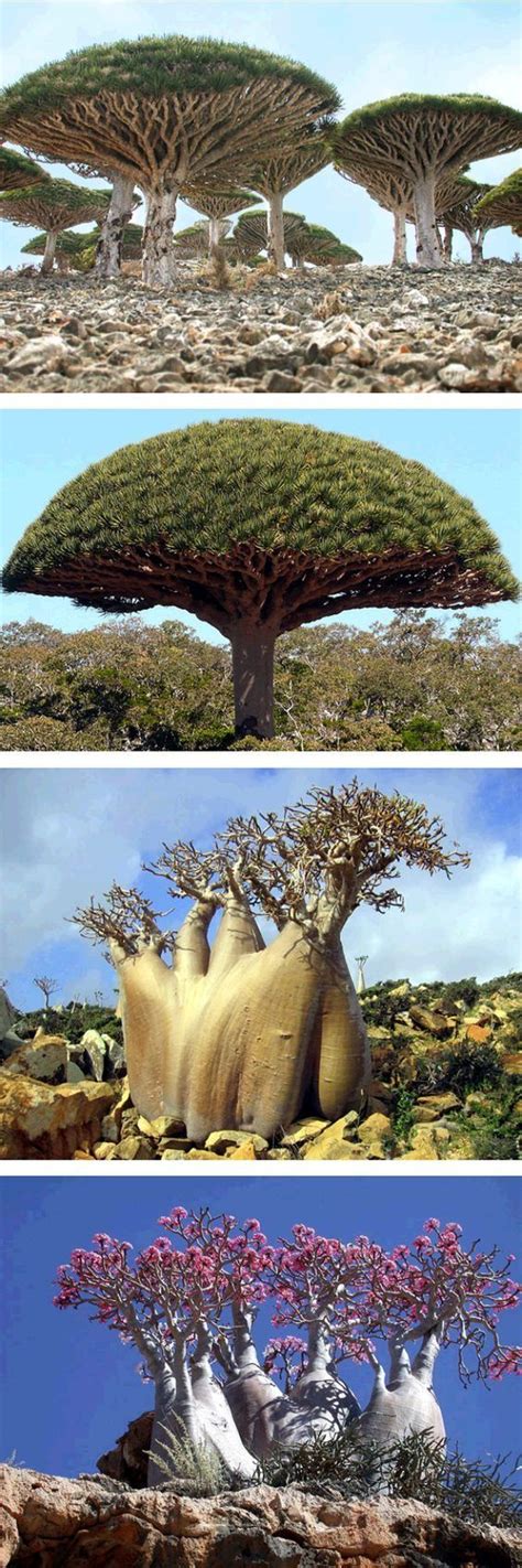 10 Interesting Socotra Island Facts You Need to Know | Socotra, Unique ...