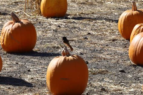 Pumpkin Festival Half Moon Bay Stock Image - Image of california, moon: 207893097