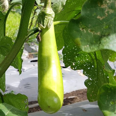 Eggplant Seeds, Green, Vegetable Seeds#043 – Mays Garden Seed