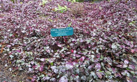 Purple Waffle Plant: Lively And Lush Air Cleaner - Epic Gardening