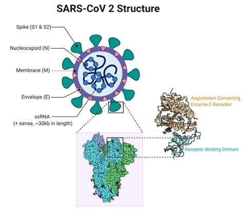 [Figure, SARS- CoV 2 Structure Contributed by Rohan Bir Singh, MD; Made ...