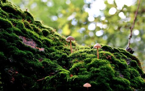 Moss Wallpapers - Top Free Moss Backgrounds - WallpaperAccess