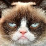Grumpy cat Meme Generator - Imgflip