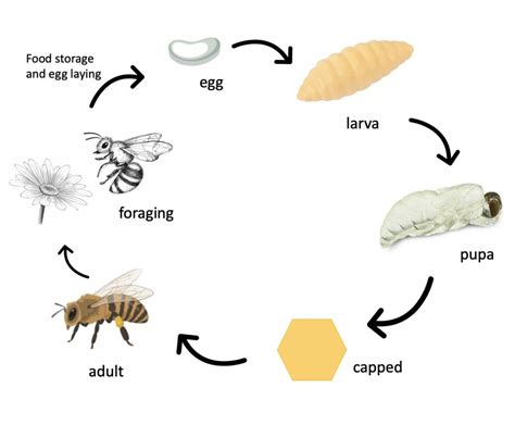 The life cycle of an worker bee. | Download Scientific Diagram