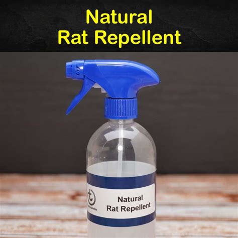 Keeping Rats Away - 7 Natural Rat Repellent Tips and Recipes