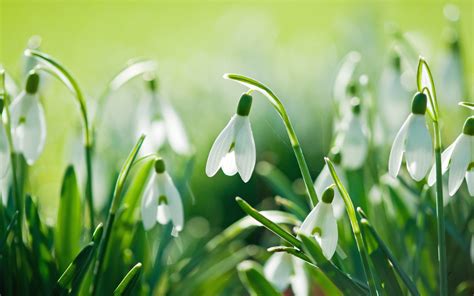 110+ Snowdrop HD Wallpapers and Backgrounds