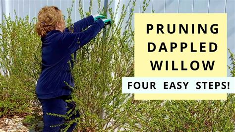 Pruning Dappled Willow in Four Easy Steps (Salix Hakuro Nishiki) - YouTube