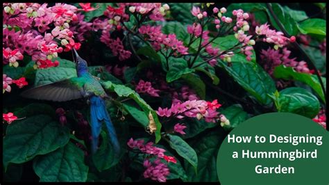 How to Designing a Hummingbird Garden