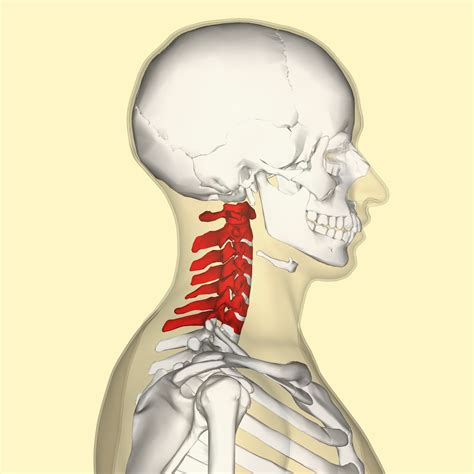 Vértebras cervicales - Wikipedia, la enciclopedia libre