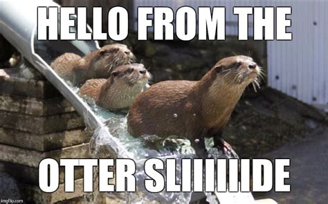 10 Marine Mammal Memes to Get You Through Quarantine