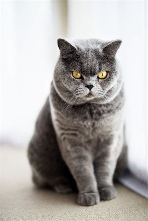 Top 11 Grey Cat Breeds (with Pictures) Pet Keen | atelier-yuwa.ciao.jp