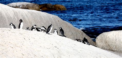 Tobias Photography: Penguins at Boulders Beach