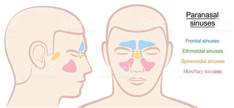 Nose and Paranasal Sinuses