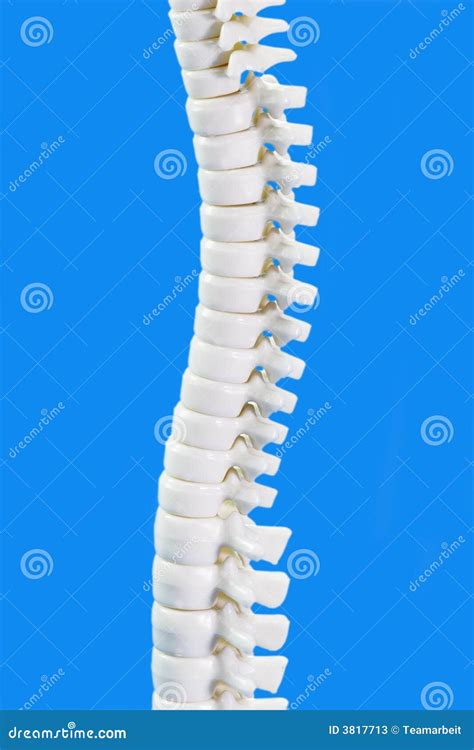 human backbone anatomy