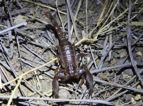 Wild Texas: 5 most common scorpions, habitats and more