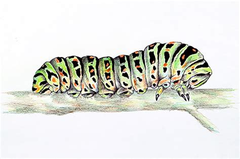 Share 143+ caterpillar drawing for kids super hot - seven.edu.vn