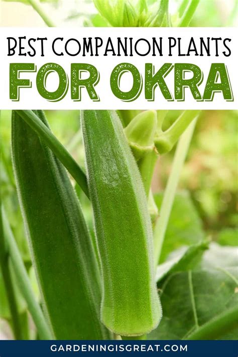 Okra's Best Friends: The Top Companion Plants For A Thriving Garden ...