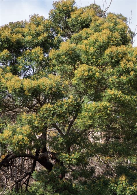 Black Wattle | Swan Bay Environment