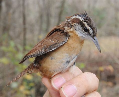 Carolina Wren – Woodlands Conservancy