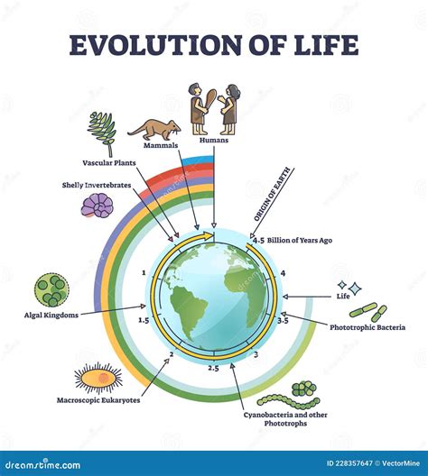 Evolución De La Vida Con La Línea De Tiempo Redonda Para El Esquema De Desarrollo Vivo ...