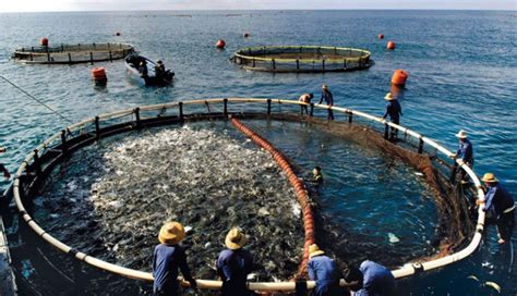 Mariculture - Definition of Mariculture