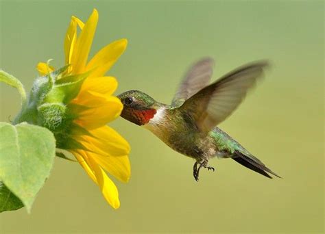 Hummingbird & Sunflower | Hummingbird pictures, Beautiful birds ...