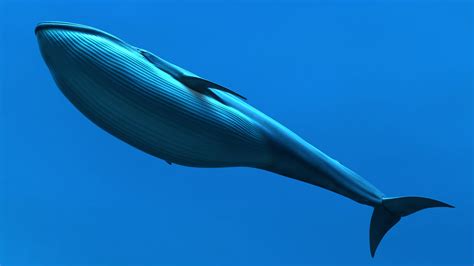 Buy Blue Whale 3D Model Online | Massimorighi.com