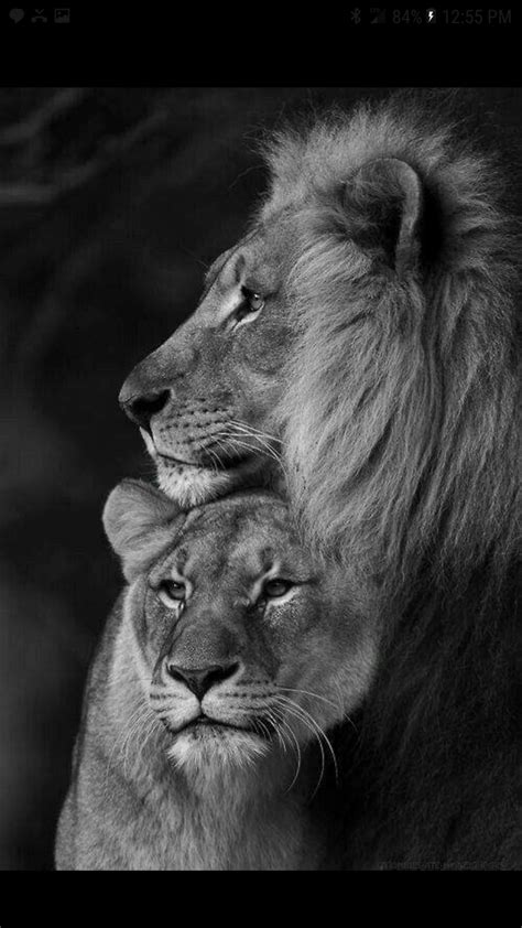 Lion Couples