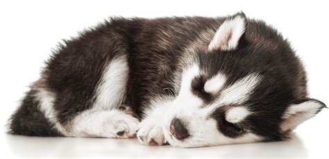 Sleeping husky puppy - UW Research