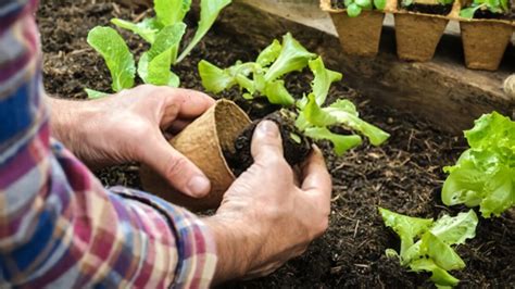 Best Potting Soil For Vegetables [2024]: Top 6 Picks