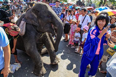 Assignment: COVID-19 and Thailand's Elephants