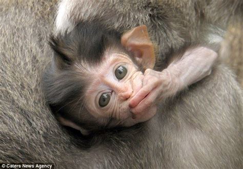 Check out these cheeky monkeys! Newborn primates are already giving mum a hard time | Cute baby ...